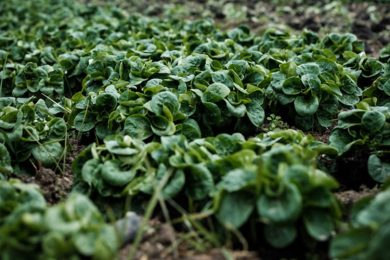 Giardinaggio e Impianti di Irrigazione